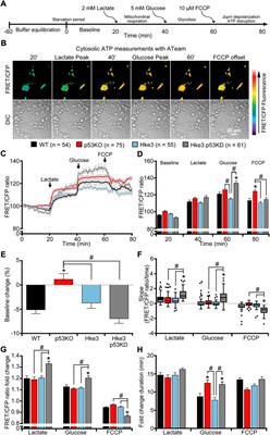 Effect of TP53 deficiency and KRAS signaling on the bioenergetics of colon cancer cells in response to different substrates: A single cell study